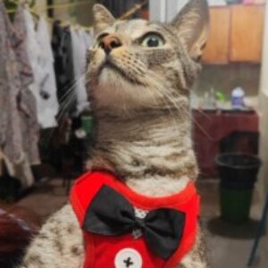 Foto del perfil de Eddy Josué Santana Calderón