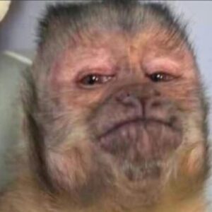 Foto del perfil de Cristian Alexis Boj Menchú